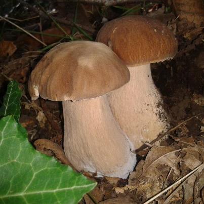 Raccolta funghi, cosa c’è da sapere