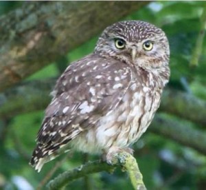 Il Parco dei Castelli Romani in prima linea nell’assistenza alla fauna selvatica in pericolo