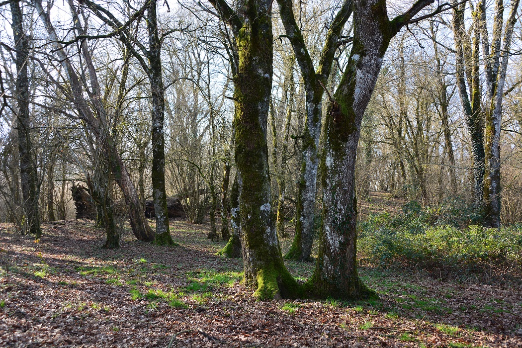 La Direttiva Habitat