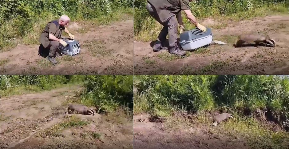 Tasso rimesso in natura dai Guardiaparco