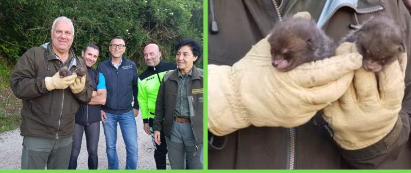 Cuccioli di volpe salvati nel bosco