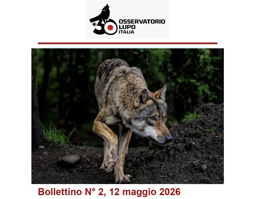 Il Parco dei Castelli Romani ribadisce l’importanza della tutela della fauna selvatica