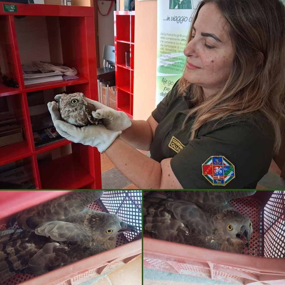 Due rapaci feriti salvati dai cittadini e accolti dai Guardiaparco